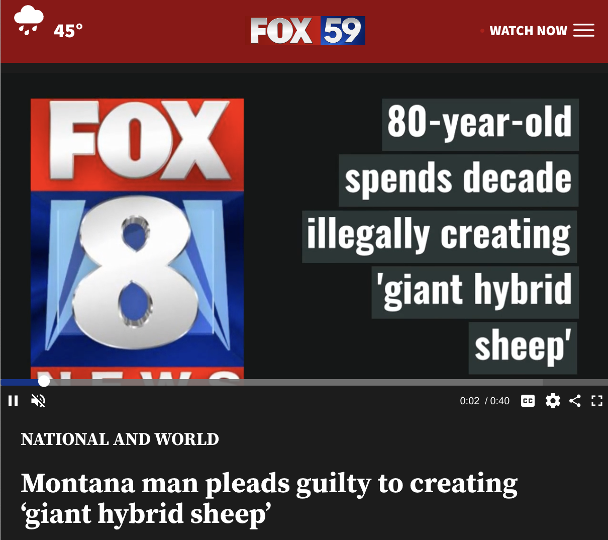 fox 13 utah - 45 Fox 59 Watch Now Fox 8 80yearold spends decade illegally creating 'giant hybrid sheep' National And World Montana man pleads guilty to creating 'giant hybrid sheep'